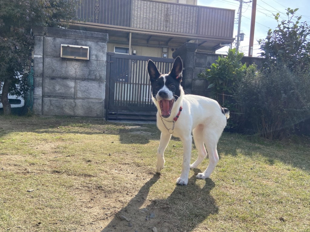新入生! 新入生!