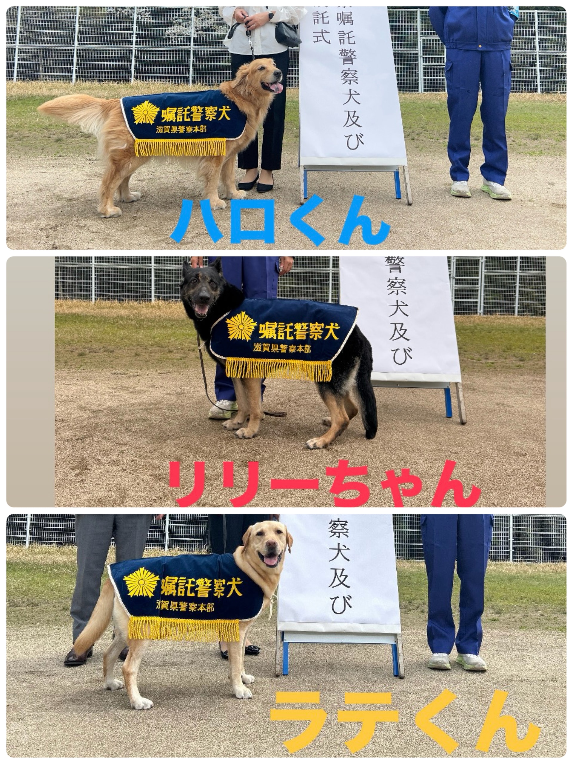 滋賀県警 警察犬